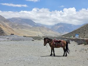 A brown horse stands on a gravelly terrain, adorned with a colorful saddle. In the background, a vast landscape of mountains stretches under a partly cloudy sky. 