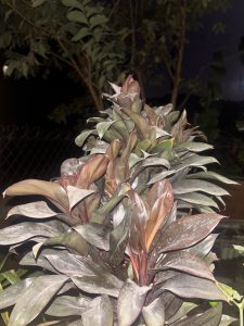 A close-up view of a plant with elongated, glossy leaves displaying shades of dark green and maroon.