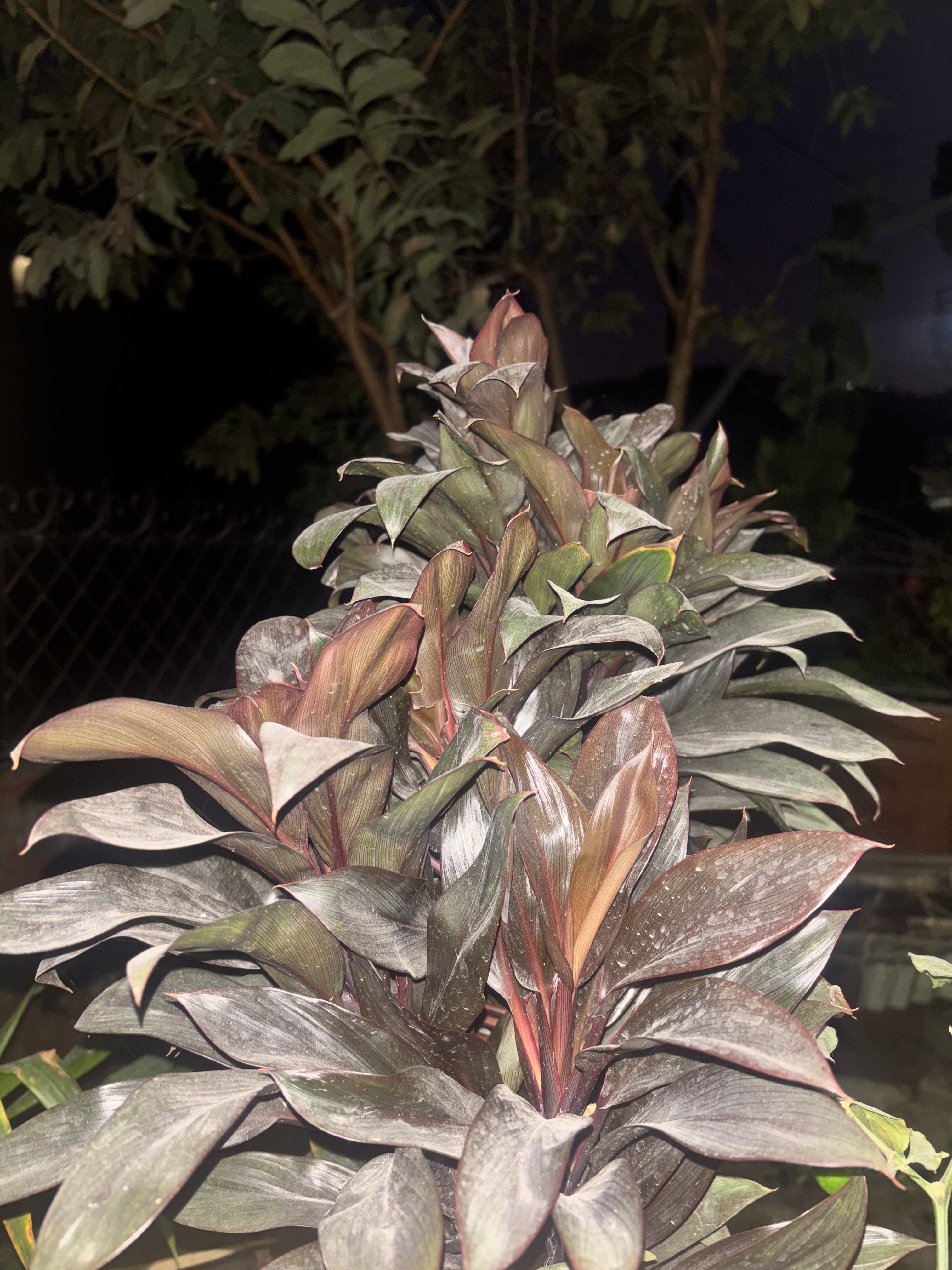 A close-up view of a plant with elongated, glossy leaves displaying shades of dark green and maroon.