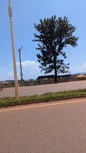 A nice view of a roadside tree in Jinja town.