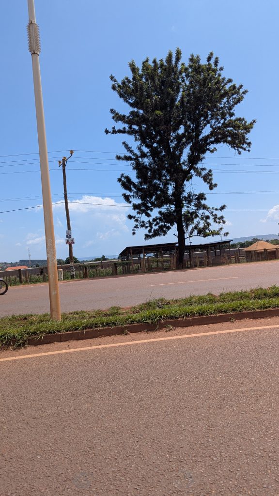 A nice view of a roadside tree in Jinja town.