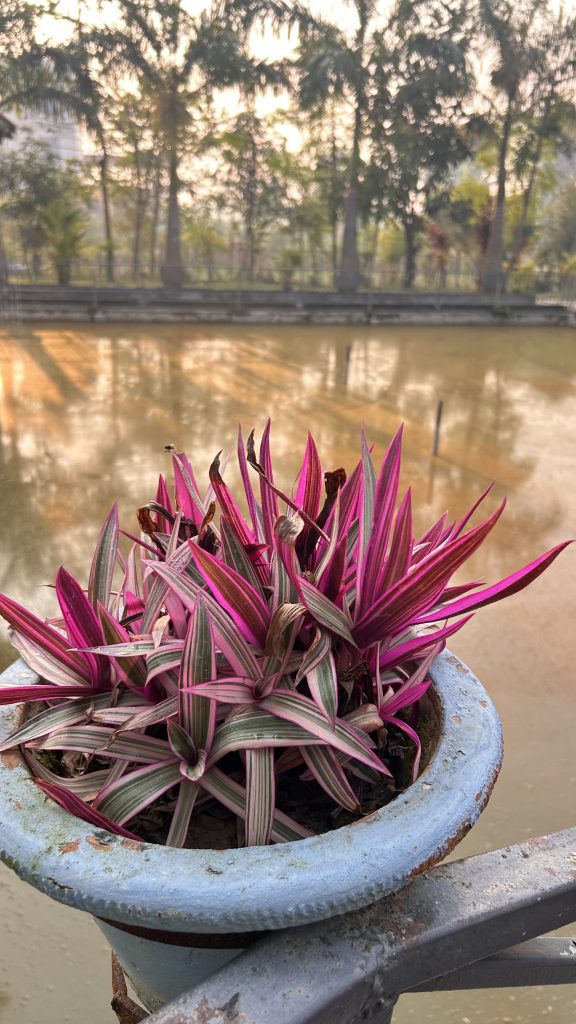 A vibrant pink and green plant is growing in a blue pot, with its long, stripy leaves reaching upwards. A small housefly resting on one of the leaves can be visible. Sunlight passes through the tall trees in the background, casting shadows on the pond that reflect the tree shadows.