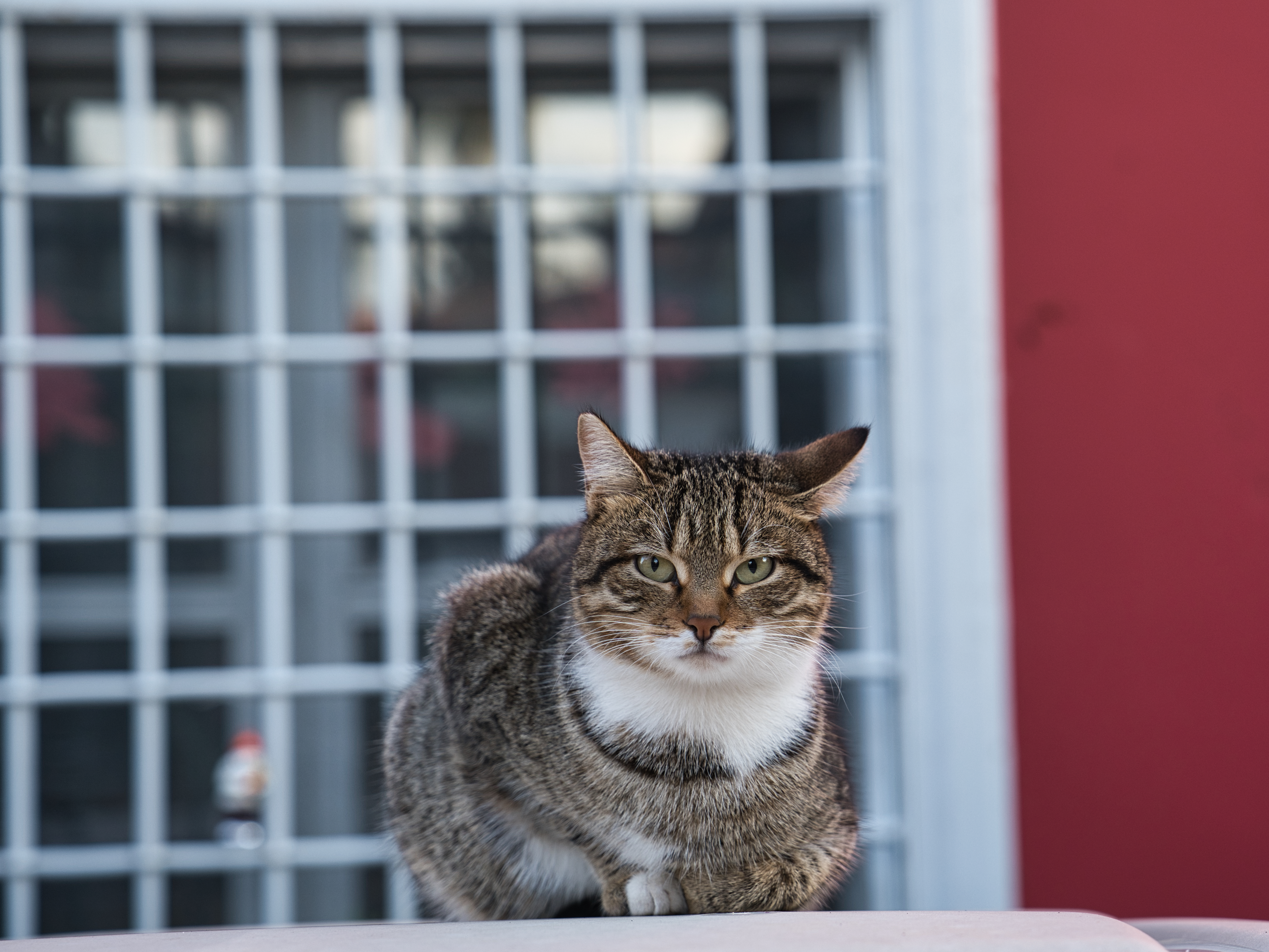 A tabby cat with green eyes sitting calmly on a ledge, looking directly at the camera with a neutral, slightly serious expression.