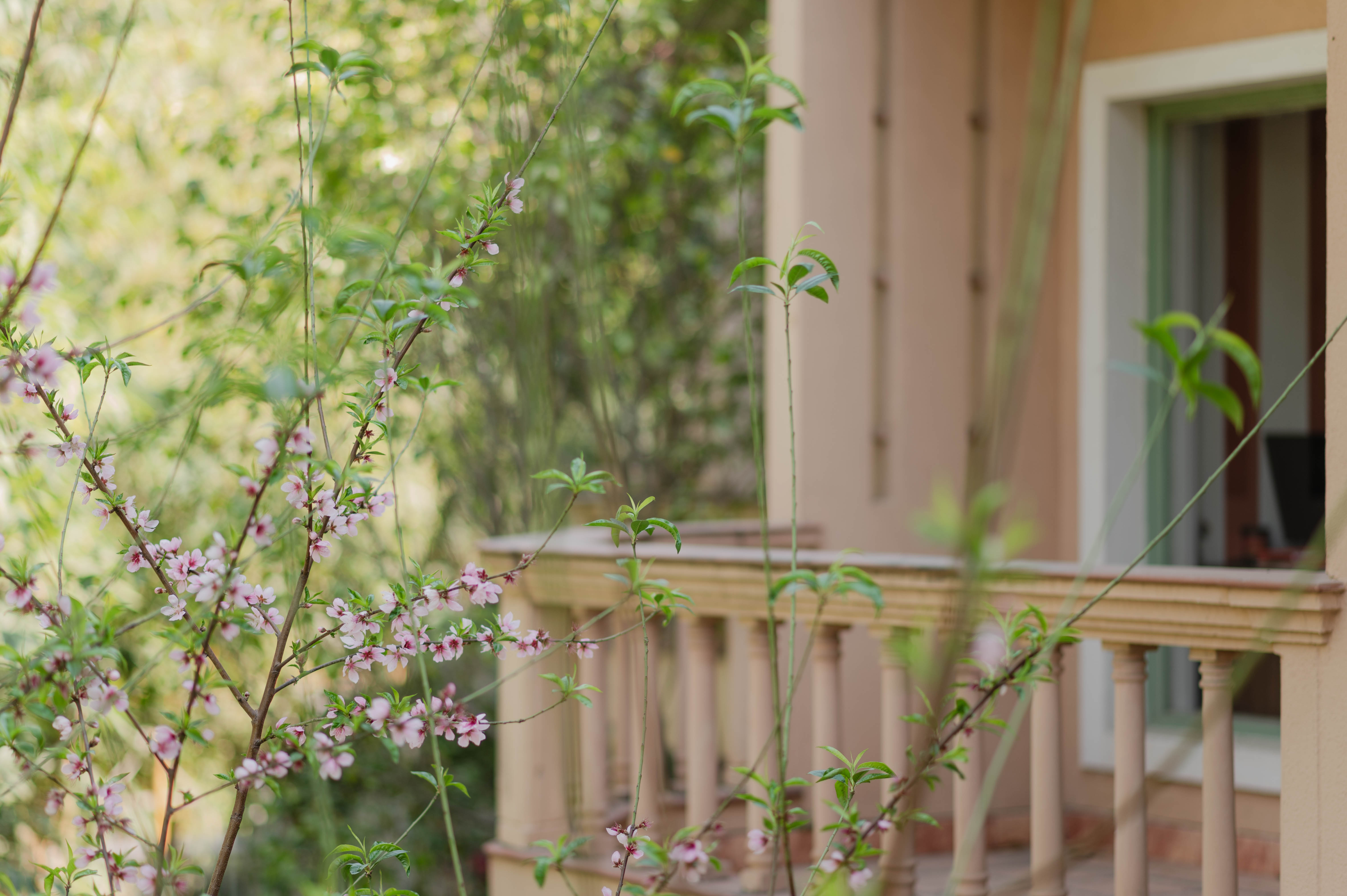 This image captures a tranquil outdoor scene focused on nature and architecture. Delicate pink blossoms bloom along slender branches in the foreground, their soft petals highlighted by natural daylight. The flowers appear fresh and gentle, suggesting early spring or a calm seasonal transition. 