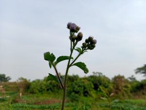 A green plant with small purple flower buds standing against a cloudy sky, with lush greenery behind it. Kawtoli, Brahmanbaria, Bangladesh.