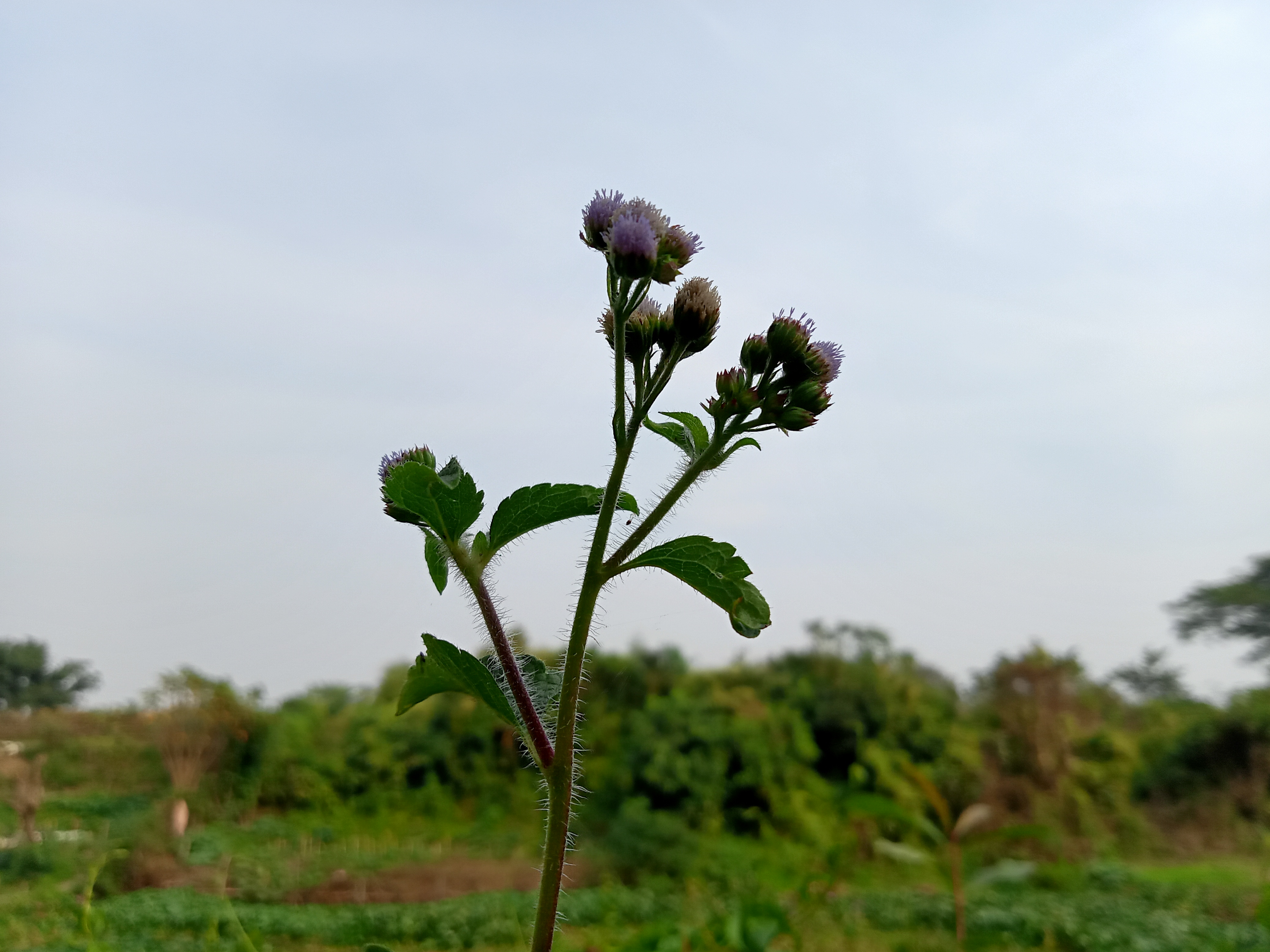 A green plant with small purple flower buds standing against a cloudy sky, with lush greenery behind it. Kawtoli, Brahmanbaria, Bangladesh.