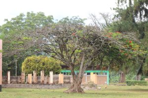 A view of a beautiful tree with few leaves and red flowers in a grassy ground.
