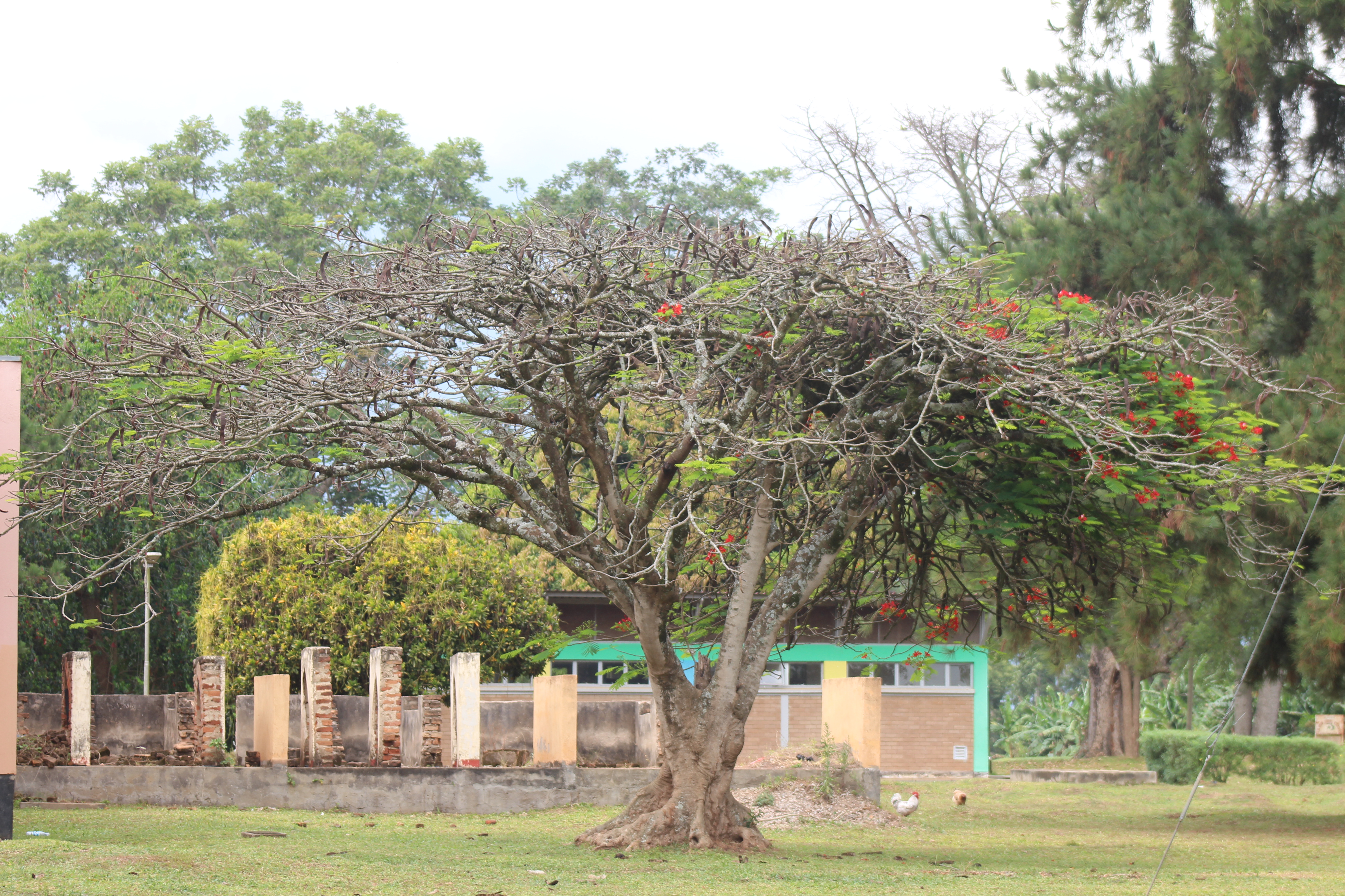 A view of a beautiful tree with few leaves and red flowers in a grassy ground.