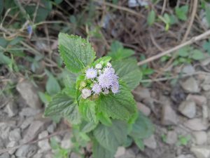 Small violet flowers in sunny morning at Kawtoli, Brahmanbaria