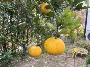 Close-up of a citrus tree branch with ripe oranges among lush green leaves, set in a garden with blurred greenery and a pot.