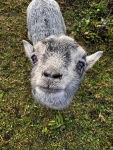 A close-up, overhead view of a young goat with shaggy grey fur looking directly up at the camera from a patch of green grass.