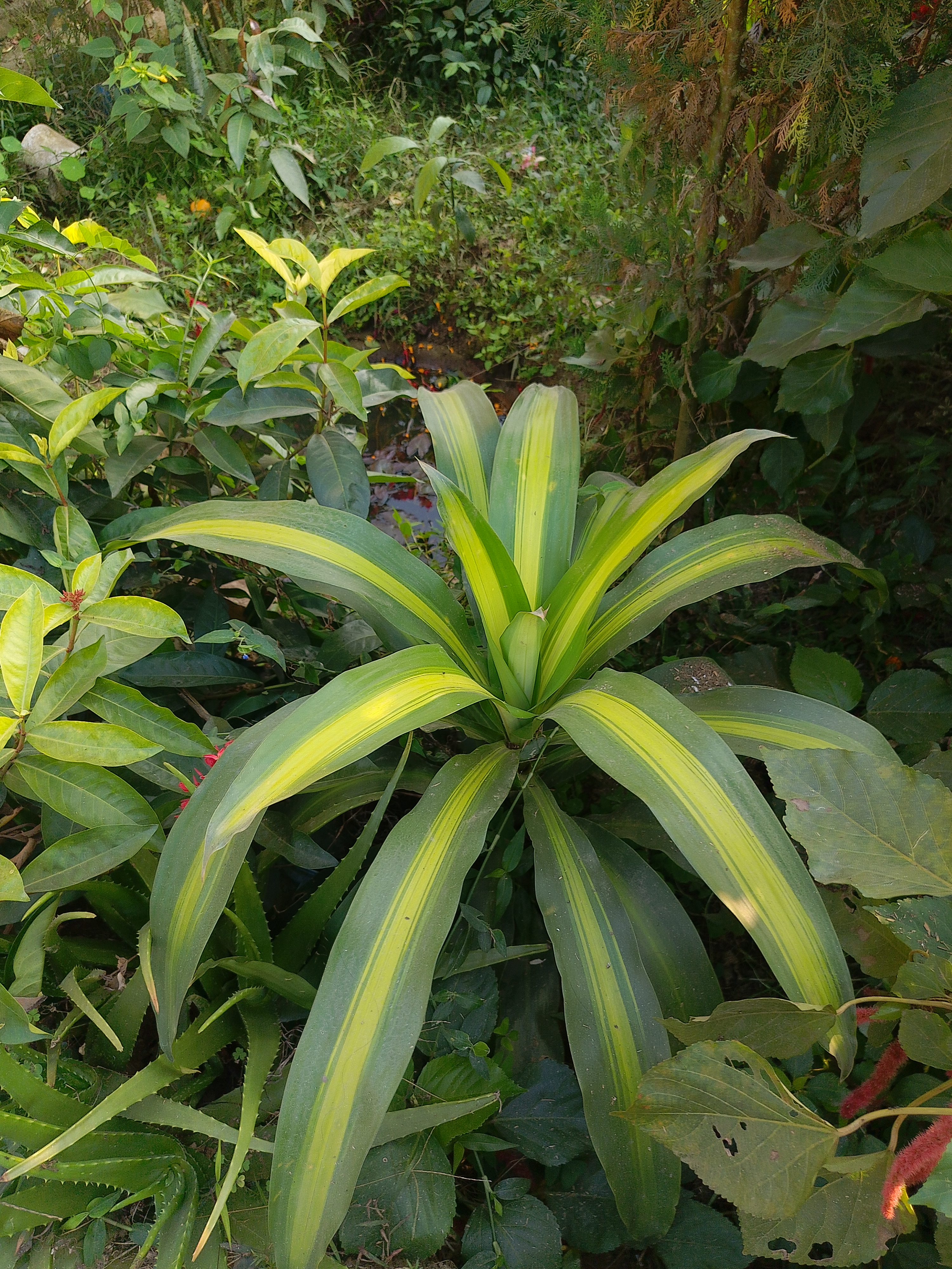 A lush green plant with long, broad leaves featuring vibrant yellow stripes, surrounded by various other green foliage in a garden setting. 