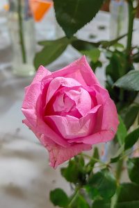 A close-up of a blooming pink rose with layered petals, surrounded by green leaves and a softly blurred table-setting background.