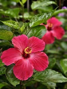 Bright pink hibiscus flowers bloom in Perumanna, Kozhikode. The fresh petals and yellow center stand out beautifully against the green leaves, showing the rich colors of nature after rain. 