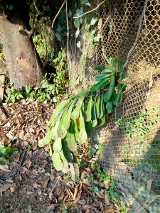 A close-up view features a lush cluster of green leaves hanging from a plant on the side of a tree trunk.