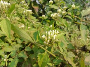 Small white flower plant in the jungle at Kawtoli, Brahmanbaria, Bangladesh