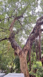 A large tree with a thick, textured trunk and sprawling branches covered in lush green leaves.