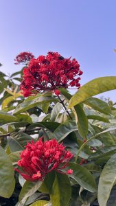 A close-up of vibrant red flower clusters atop green leaves, set against a clear blue sky.