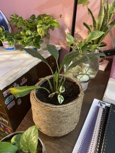 Potted plant in a woven basket on a desk surrounded by notebooks. More plants in various containers are in the background against a pink wall. Cozy atmosphere.