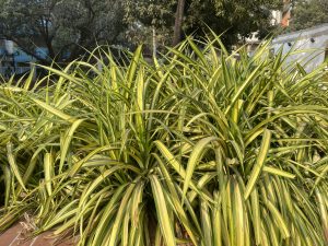 A dense cluster of vibrant green and yellow striped grass-like plants fills the foreground, with their long, arching leaves creating a lush and textured appearance