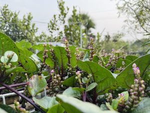 Lush green vines with purple stems and clusters of small pink flowers, set against a blurred backdrop of greenery and a cloudy sky. Tranquil mood.