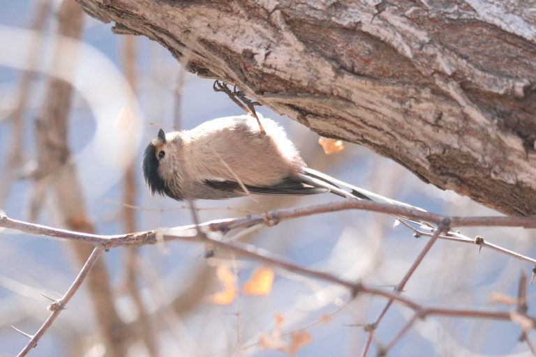 A small Silver-throated Bushtit (银喉长尾山雀) is clinging upside down to the underside of a thick, textured tree branch.