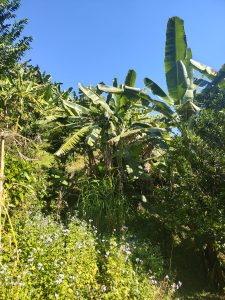 A lush, green landscape featuring tall banana plants and various types of vegetation under a clear blue sky. I