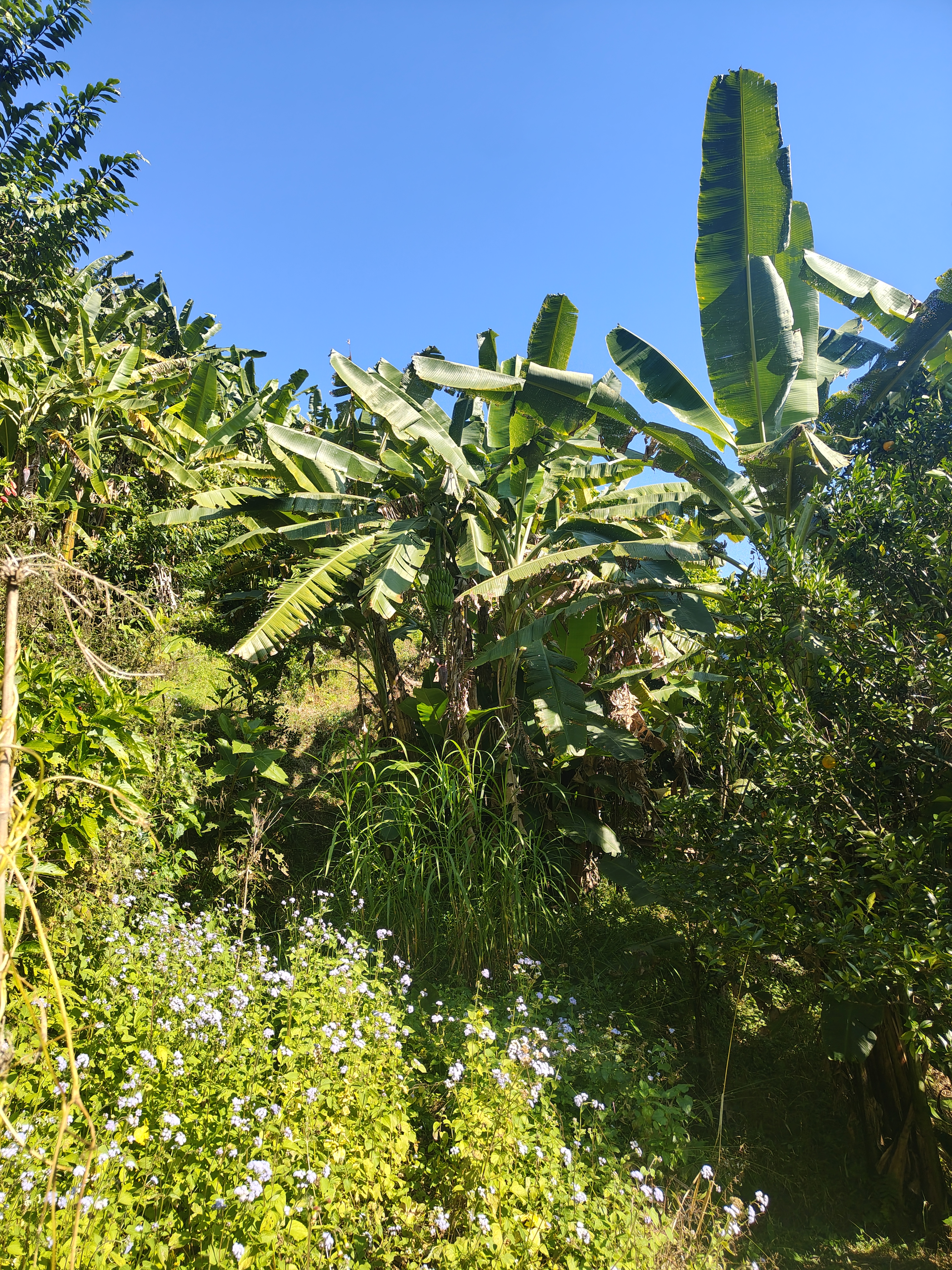 A lush, green landscape featuring tall banana plants and various types of vegetation under a clear blue sky. I