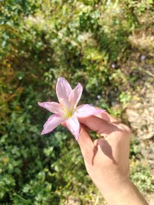

A hand holding a delicate pink flower with yellow stamens.
