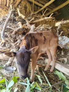 A small brown calf is standing in a rustic shelter surrounded by wooden branches and straw.