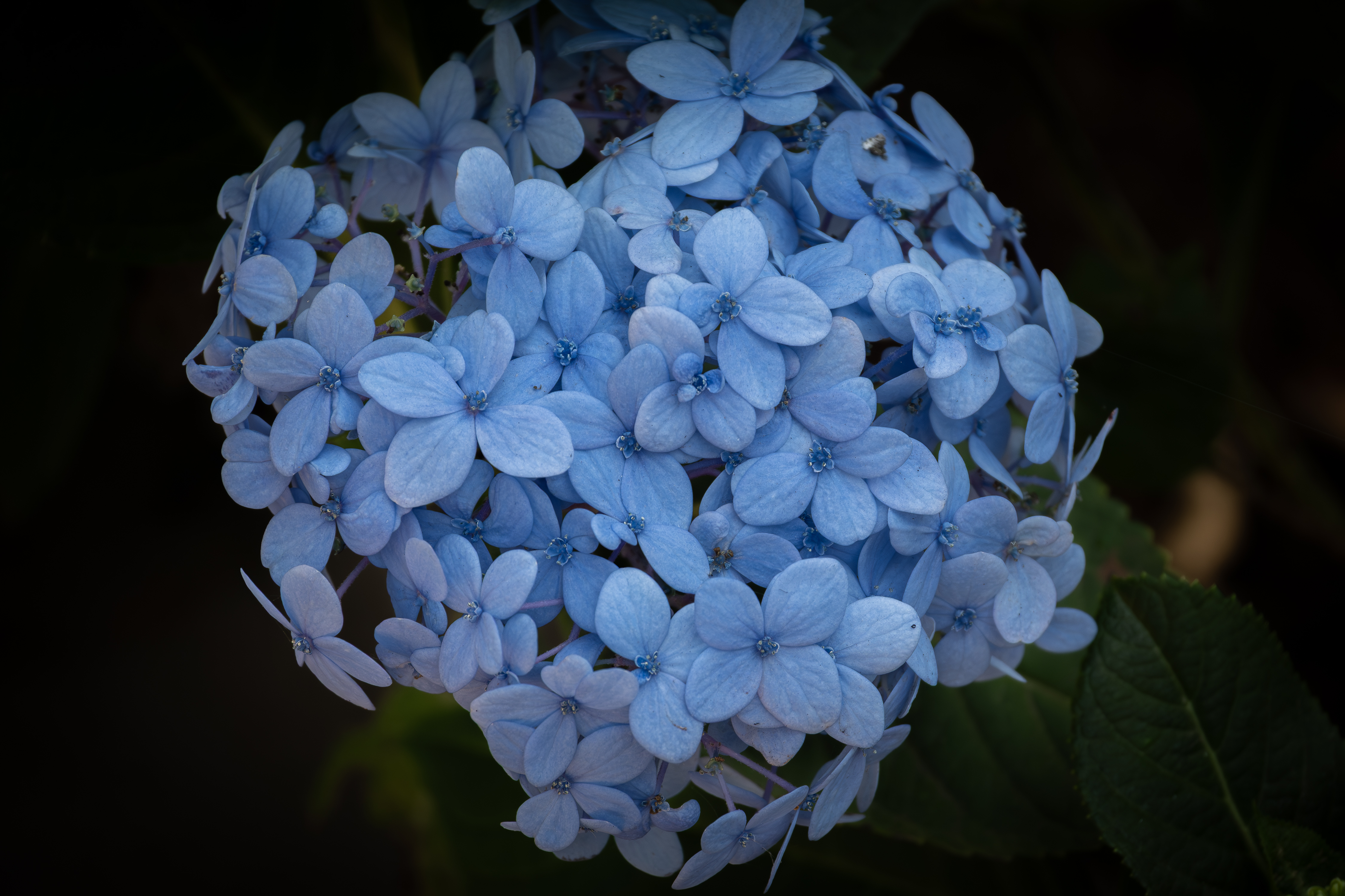 A close-up view of a cluster of light blue hydrangea flowers, featuring numerous delicate petals arranged in a spherical shape.