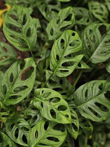 Beautiful Monstera leaves with natural holes, seen at the Malabar Botanical Garden, Kozhikode. The bright green patterns and unique cutouts make the plant look lively and full of character in the garden&rsquo;s lush environment. 