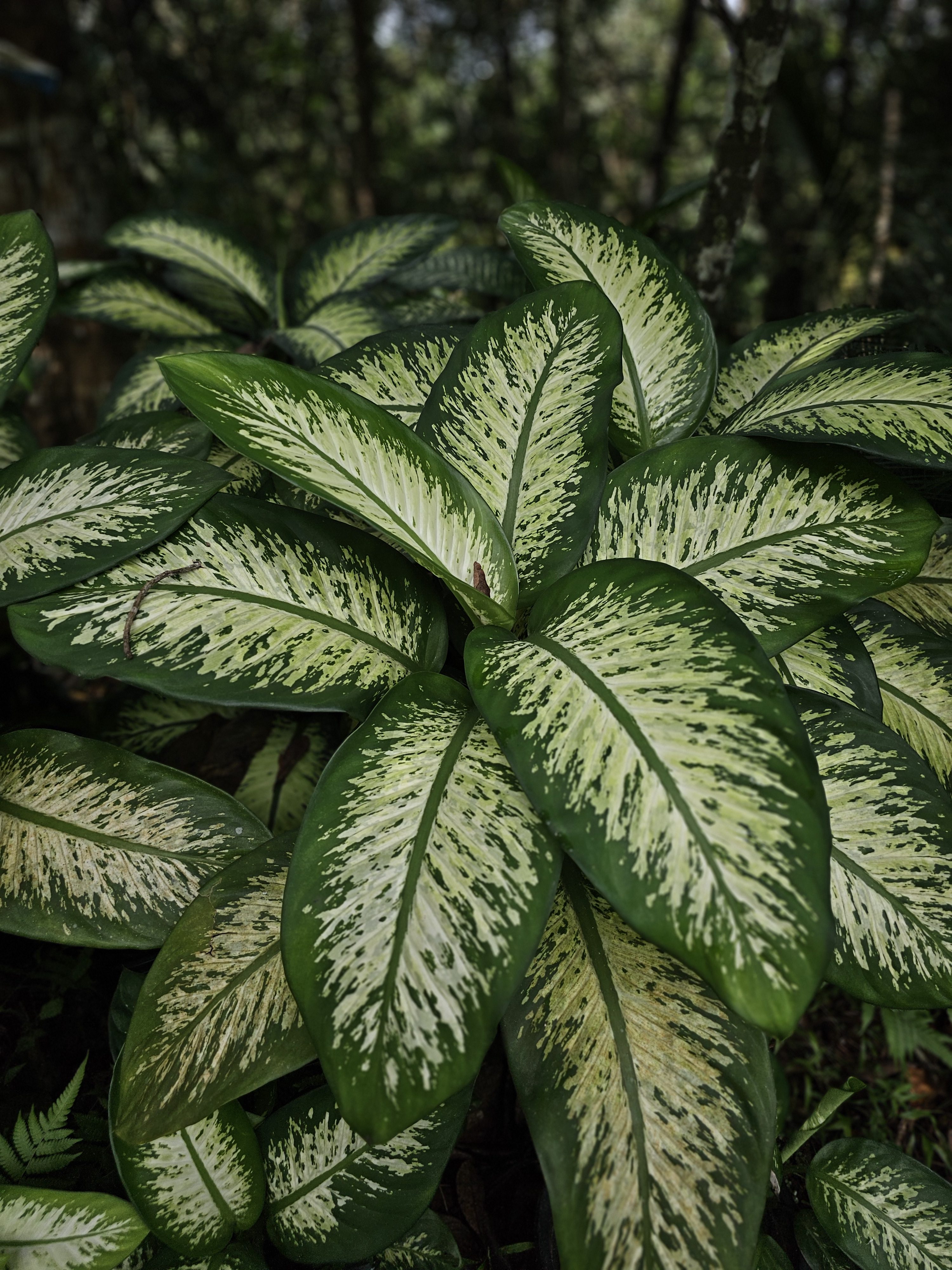 A close-up of Dieffenbachia leaves at the Malabar Botanical Garden, Kozhikode. The large green leaves with bright cream patterns stand out beautifully in the soft forest light, showing the rich plant life of this quiet garden.