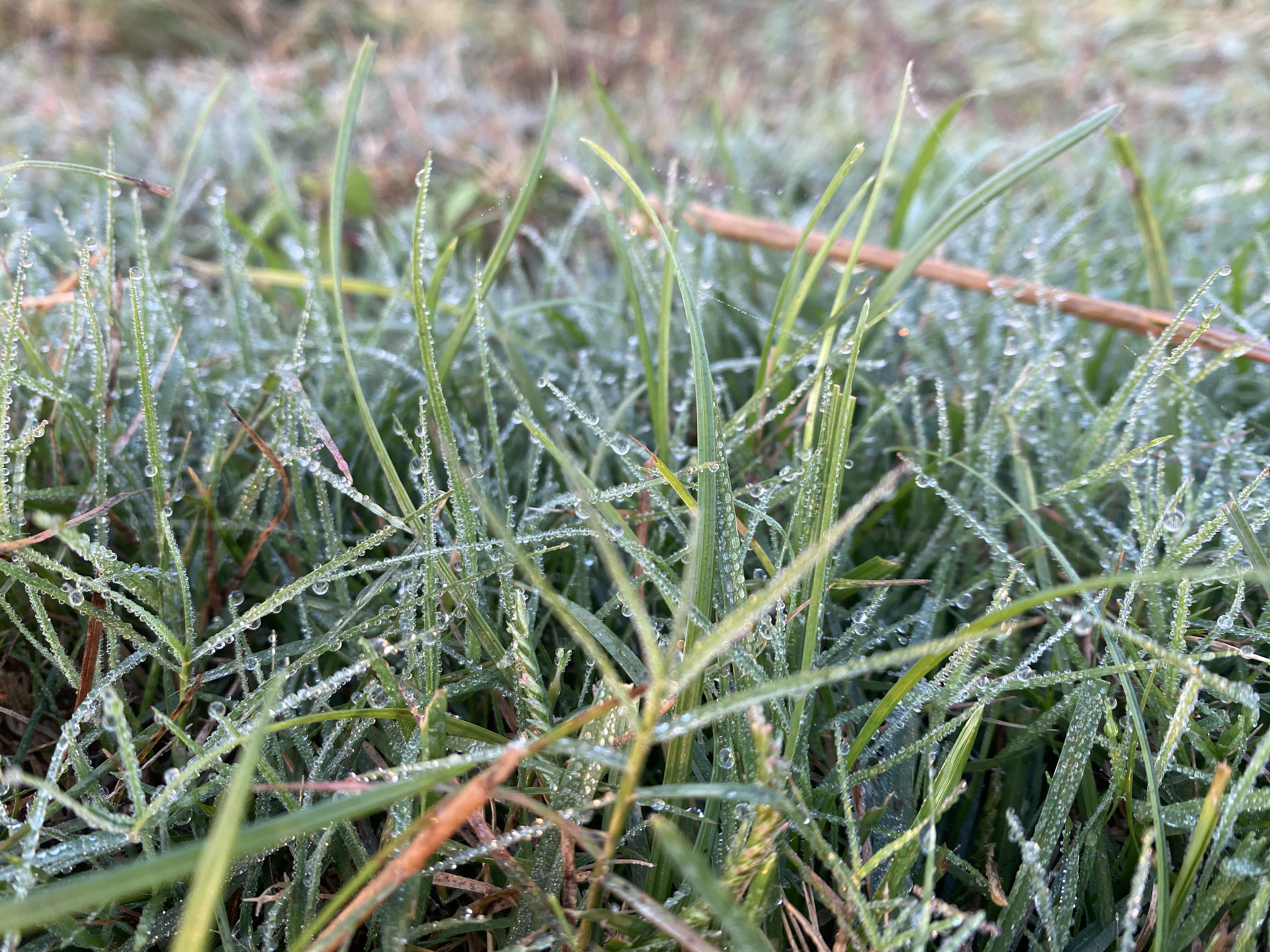 A close-up of morning dew on lush green grass blades, creating a fresh, serene feel with a soft blurred background.