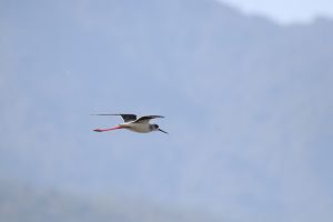 A Black-necked Stilt in flight.