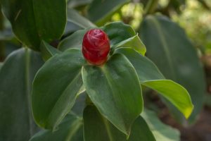 

A close-up of a vibrant red, spiraled flower bud among broad, glossy green leaves.
