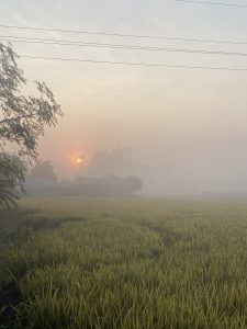 Sunrise over a misty field with warm light, framed by tree and house silhouettes.