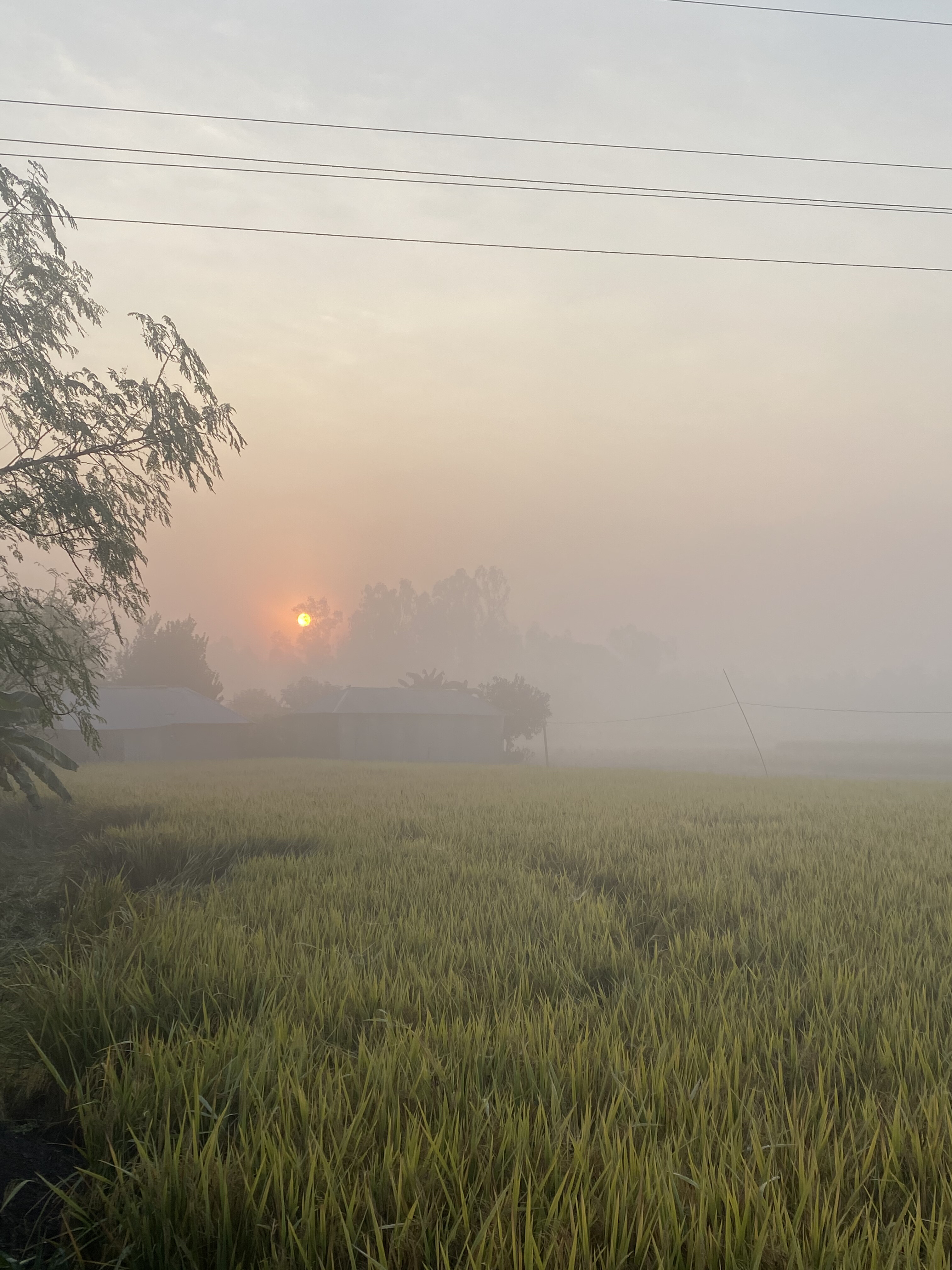 Sunrise over a misty field with warm light, framed by tree and house silhouettes.