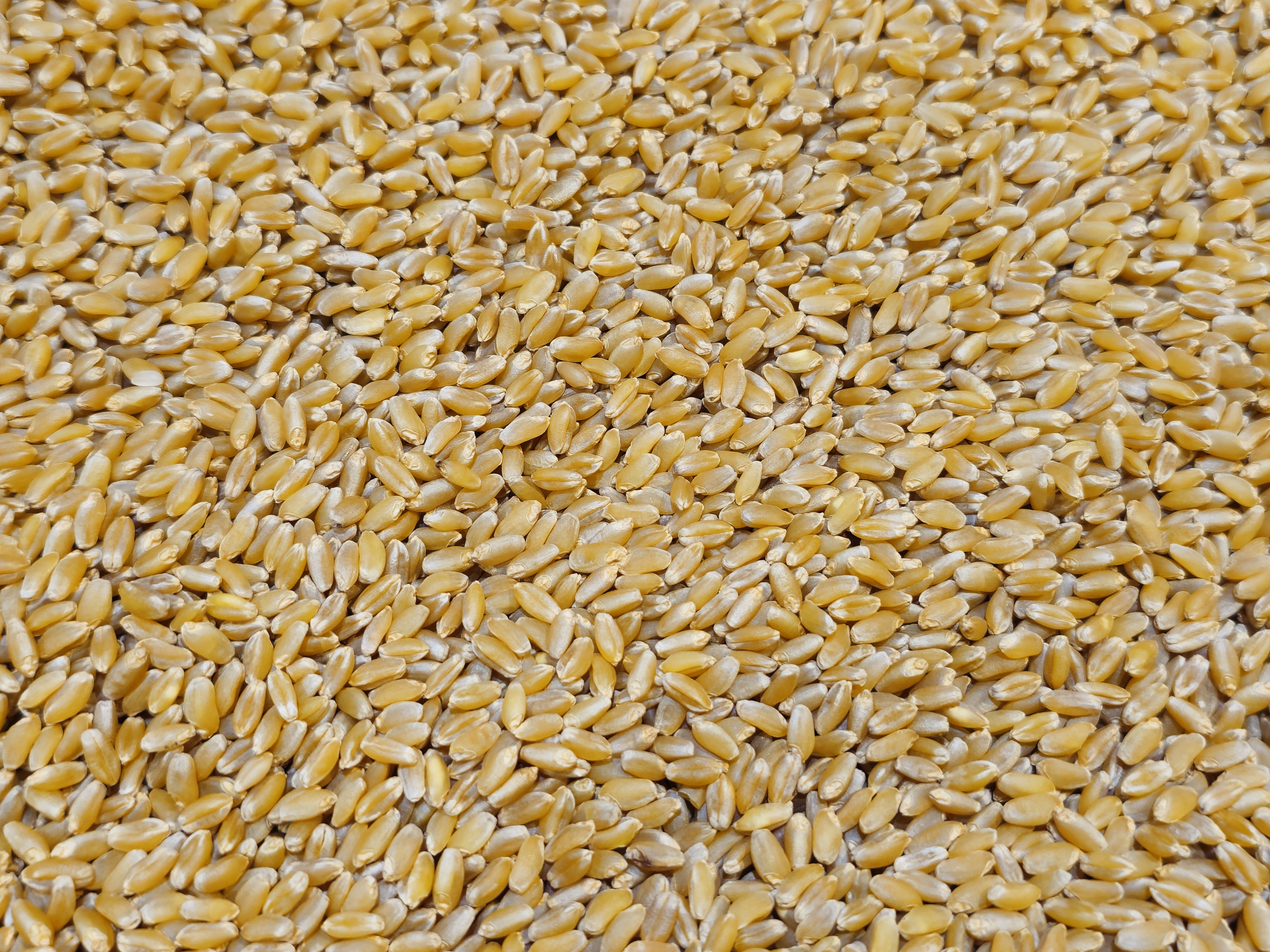 A close-up view of golden wheat grains spread evenly, showing their natural texture and warm colour. This simple food pattern highlights everyday grains commonly used in kitchens and markets of Kozhikode, Kerala, captured with clear detail and balance. 