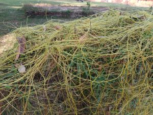 A close-up view of tangled yellow and green plant vines layered over a brown surface, with some dried leaves mixed in. The background shows a blurred green grassy area.