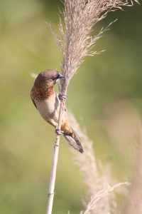 A White-rumped Munia perches on a thin grass stalk, gathering nest materials.
