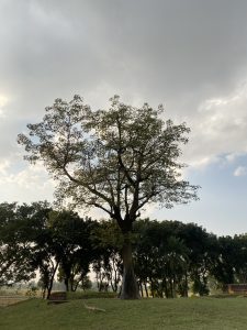 A tall, leafy tree stands prominently on a grassy hill under a cloudy sky, surrounded by smaller trees. The scene feels calm and expansive.