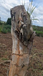 A close-up of a weathered tree stump standing in a field.

