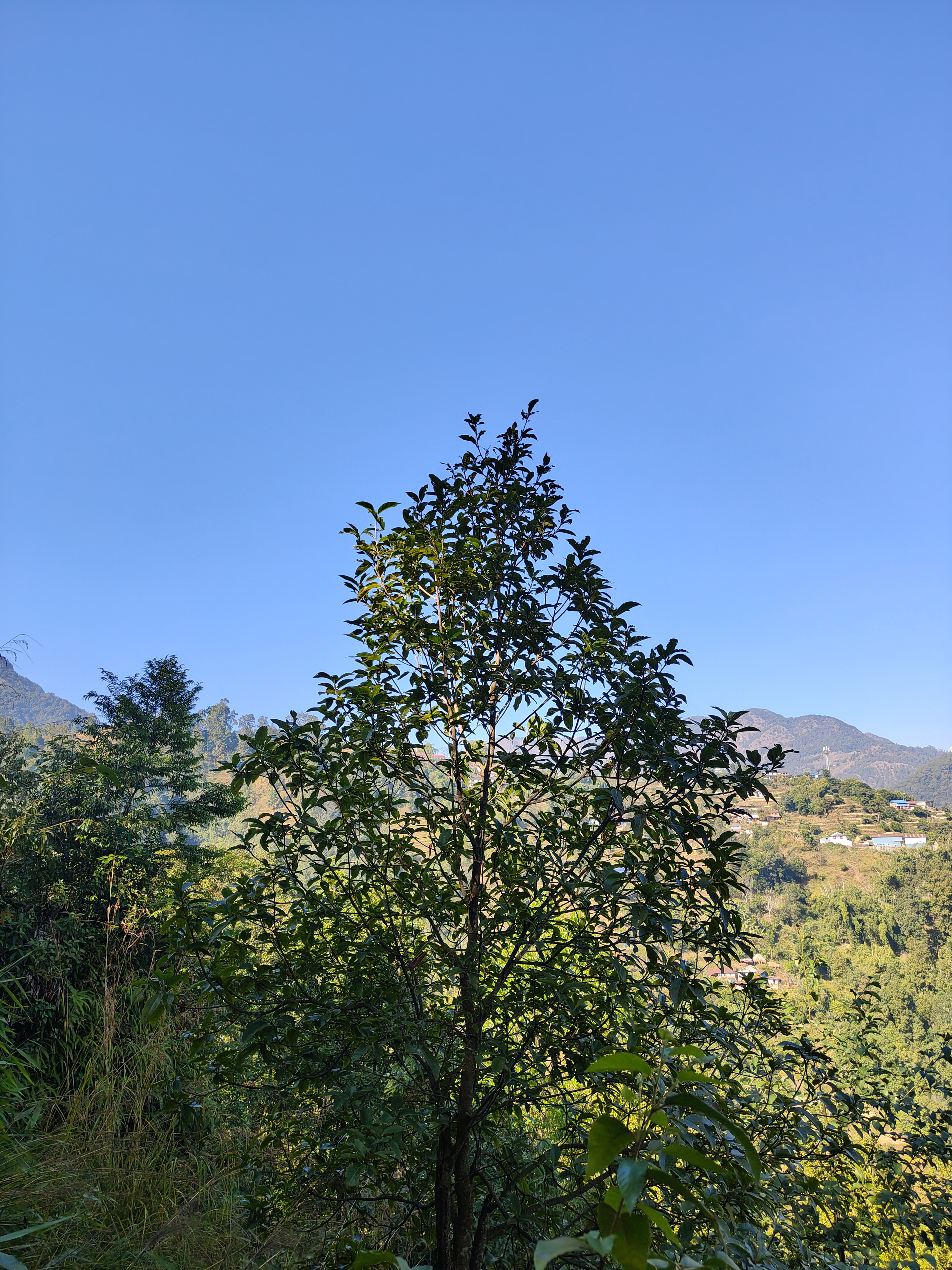 A silhouetted tree with lush green leaves stands against a clear blue sky, with distant hills and a few scattered houses visible in the background, surrounded by greenery.