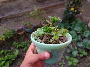 A hand is holding a small, light green pot containing a variety of small plants, including leafy green sprouts and a thicker succulent species.