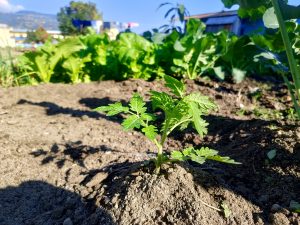 A young green plant with jagged leaves grows in a patch of brown soil. In the background, a garden features larger leafy greens, 