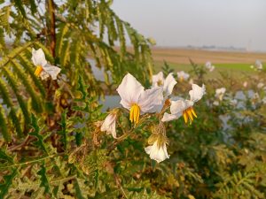 A cluster of white flowers with yellow centers against green leaves in Brahmanbaria, Bangladesh.