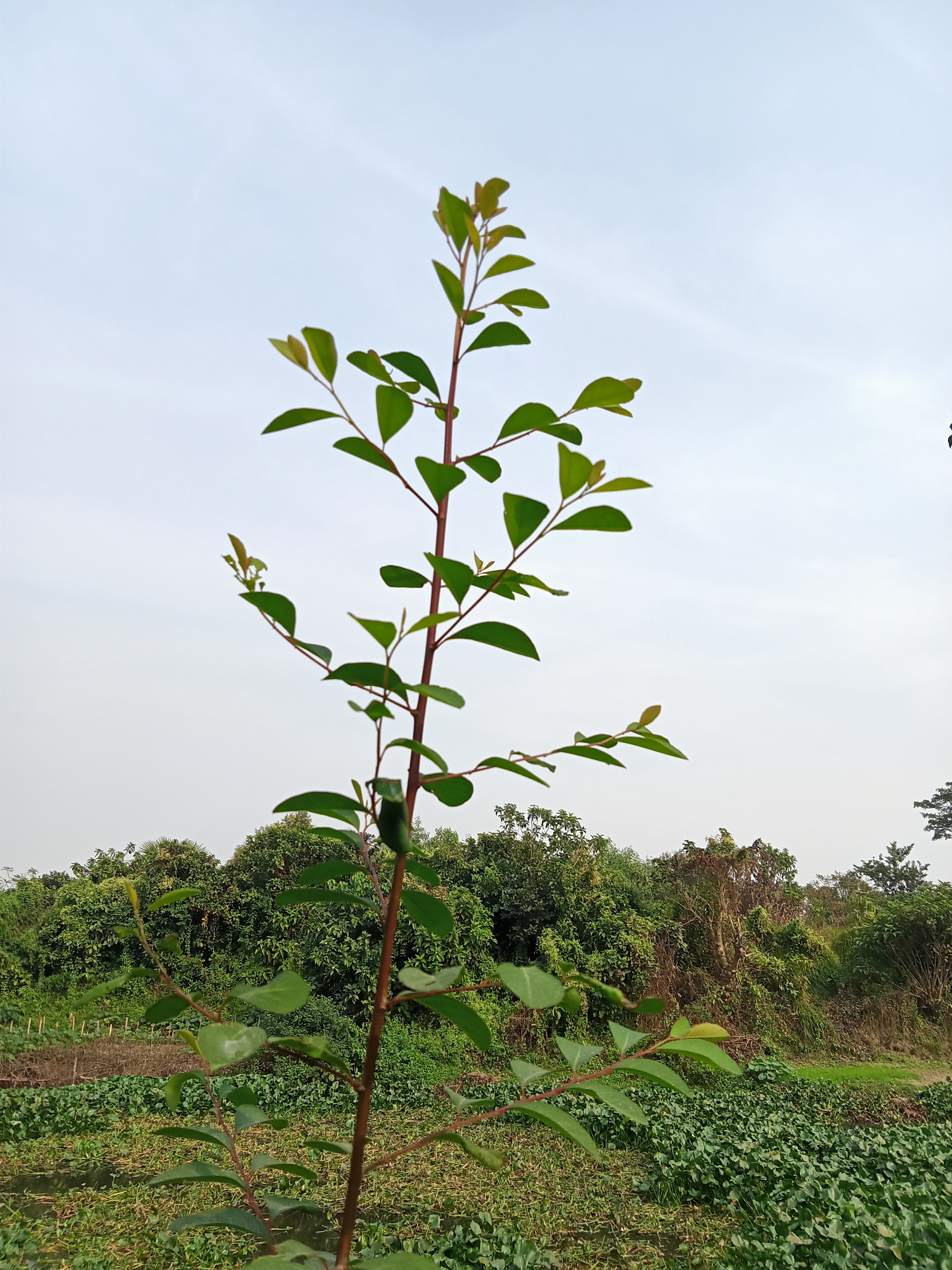 A young plant with bright green leaves grows outdoors against lush greenery and a cloudy sky in Kawtoli, Brahmanbaria, Bangladesh.