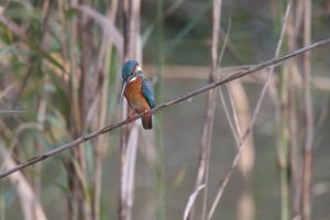 Common Kingfisher perches on a thin, diagonal reed, looking down intently at the water as it waits for a fish to surface.
