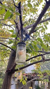 A close-up view of a tree branch featuring several glass jars hanging from it. The jars are attached with strings, one of which contains a light source inside, giving off a warm glow. The branch is surrounded by bright green leaves, showcasing the natural setting. In the background, an out-of-focus structure with a tiled roof can be seen through the foliage.